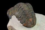 Reedops Trilobite - Foum Zguid, Morocco #165965-3